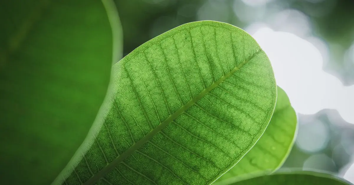 Les meilleures astuces pour prolonger la durée de vie de votre toner écologique