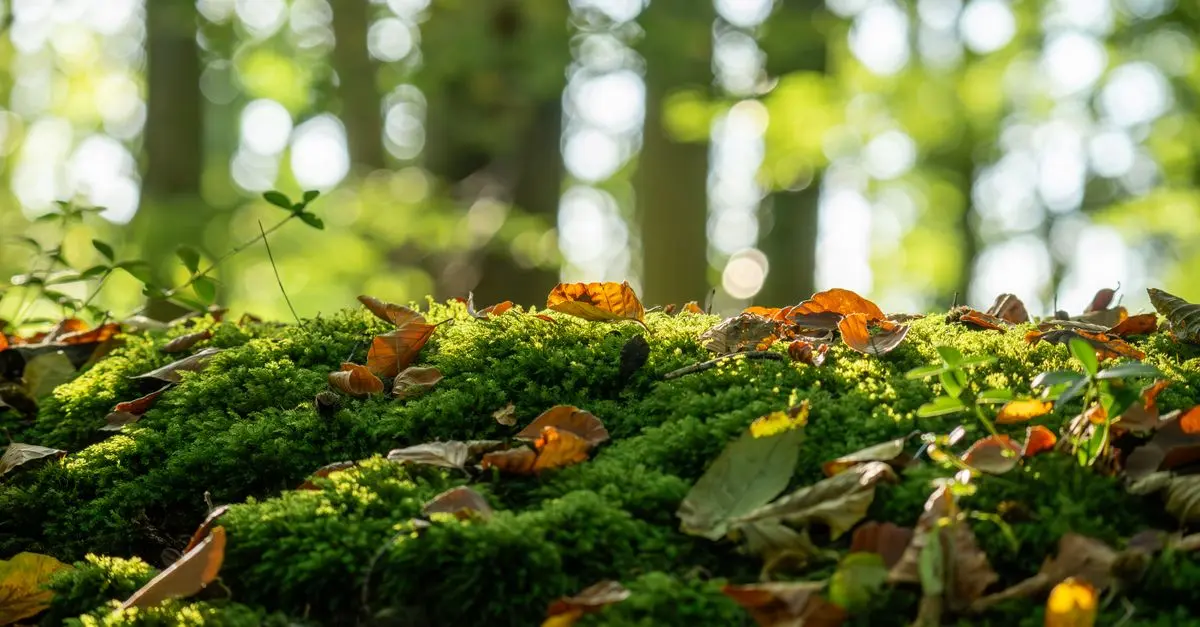 Comment choisir le toner écologique parfait pour votre imprimante