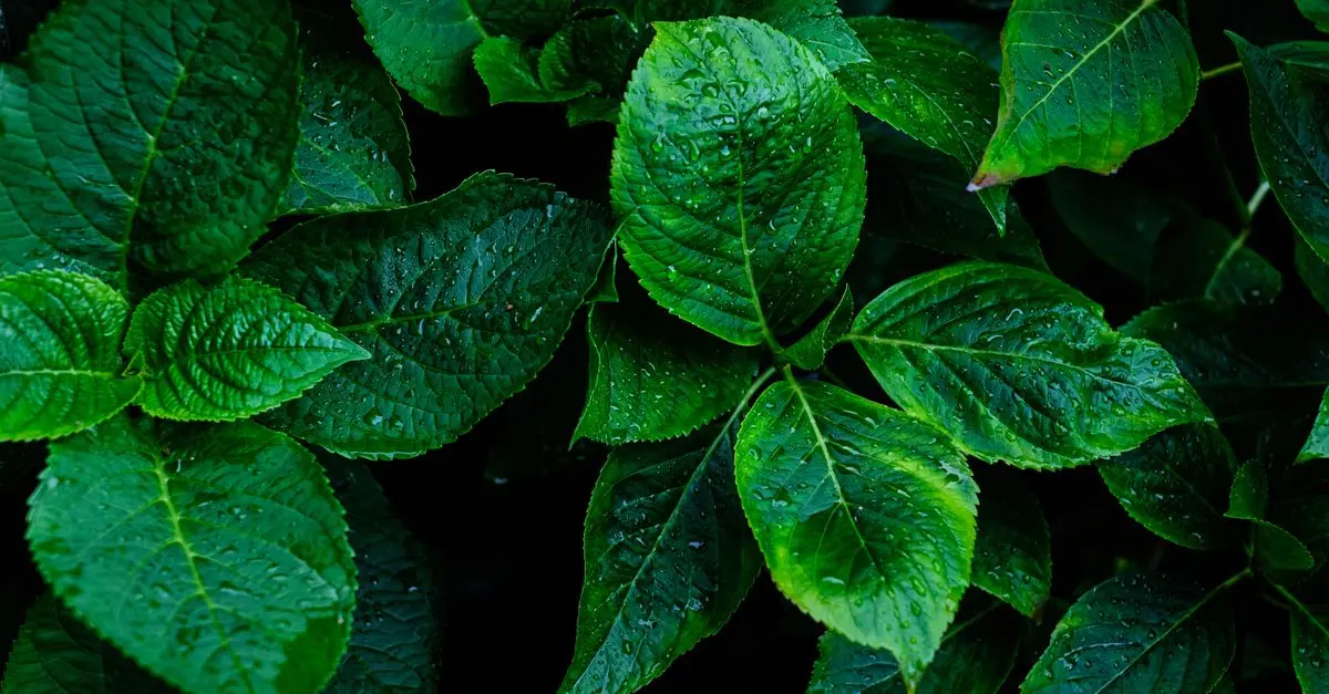 Les erreurs à éviter lors de l'achat d'un toner écologique