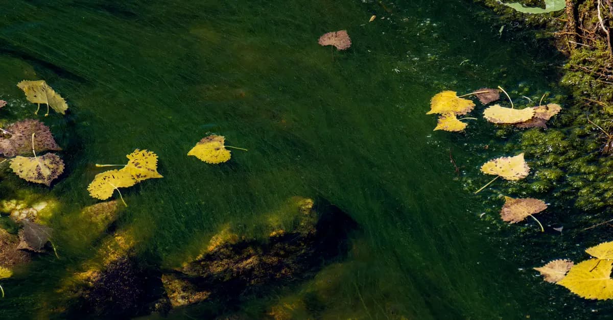 Les avantages cachés des toners écologiques