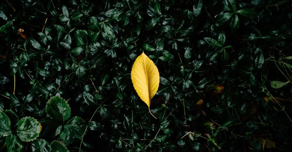 Les erreurs courantes lors de l'achat d'un toner écologique