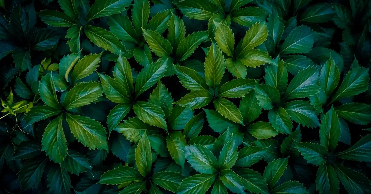 Les impacts environnementaux des toners écologiques