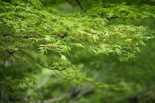 Les alternatives écologiques aux toners classiques : guide complet