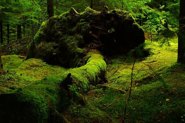 L'impact environnemental du choix de toner écologique